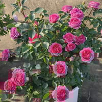 Image 4 of Pre-Order - BERNADETTE LAFONT ROSE
