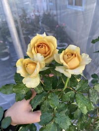 Image 7 of Pre-Order - PINE DREAM ROSE