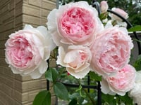 Image 5 of  THE WEDGWOOD CLIMBING ROSE "AUSiosiah" 
