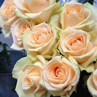 Image 9 of Pre-Order - PEACH AVALANCHE ROSE