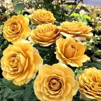 Image 8 of Pre-Order - PINE DREAM ROSE
