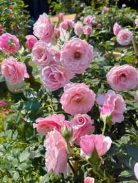 Image 8 of Pre-Order - OUR LADY OF GUADALUPE ROSE