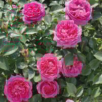 Image 5 of Pre-Order - BERNADETTE LAFONT ROSE