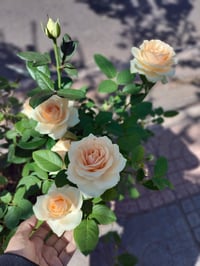 Image 10 of Pre-Order - PEACH AVALANCHE ROSE