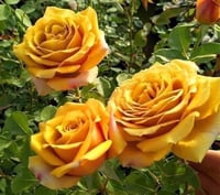 Image 9 of Pre-Order - PINE DREAM ROSE