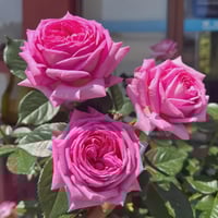 Image 6 of Pre-Order - BERNADETTE LAFONT ROSE