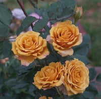 Image 10 of Pre-Order - PINE DREAM ROSE