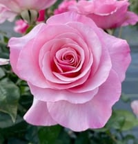 Image 9 of Pre-Order - OUR LADY OF GUADALUPE ROSE