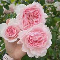 Image 7 of  THE WEDGWOOD CLIMBING ROSE "AUSiosiah" 