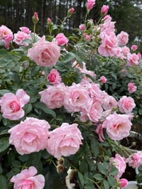 Image 10 of Pre-Order - OUR LADY OF GUADALUPE ROSE
