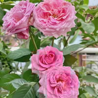 Image 7 of Pre-Order - BERNADETTE LAFONT ROSE