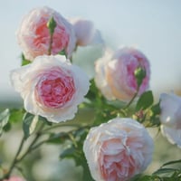 Image 8 of  THE WEDGWOOD CLIMBING ROSE "AUSiosiah" 