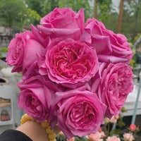 Image 8 of Pre-Order - BERNADETTE LAFONT ROSE