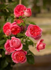 Image 4 of CINNABAR BOWL ROSE