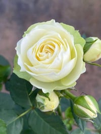 Image 2 of CREAMY EDEN ROSE