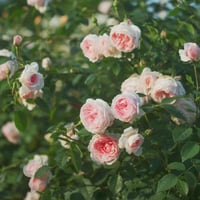 Image 9 of  THE WEDGWOOD CLIMBING ROSE "AUSiosiah" 
