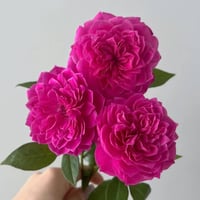 Image 8 of IVOR ROSE