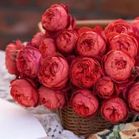 Image 5 of CINNABAR BOWL ROSE