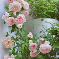 Image 10 of  THE WEDGWOOD CLIMBING ROSE "AUSiosiah" 
