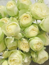 Image 4 of CREAMY EDEN ROSE