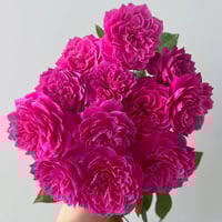 Image 9 of IVOR ROSE