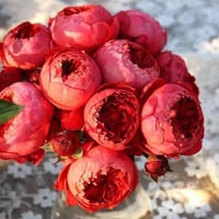 Image 6 of CINNABAR BOWL ROSE