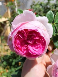Image 1 of MON COEUR CLIMBING ROSE