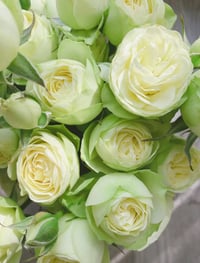 Image 5 of CREAMY EDEN ROSE