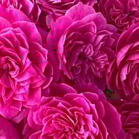 Image 7 of IVOR ROSE