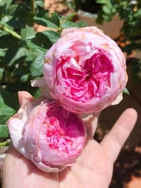 Image 2 of MON COEUR CLIMBING ROSE