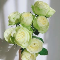 Image 6 of CREAMY EDEN ROSE