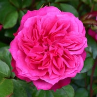 Image 1 of IVOR ROSE