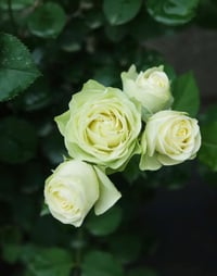 Image 7 of CREAMY EDEN ROSE