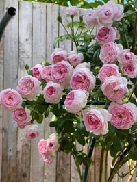 Image 4 of MON COEUR CLIMBING ROSE