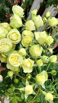 Image 9 of CREAMY EDEN ROSE