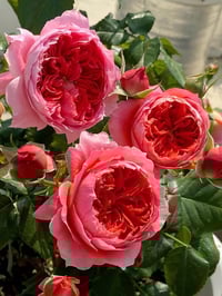 Image 2 of CINNABAR BOWL ROSE