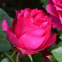 Image 4 of IVOR ROSE