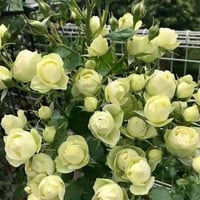 Image 10 of CREAMY EDEN ROSE