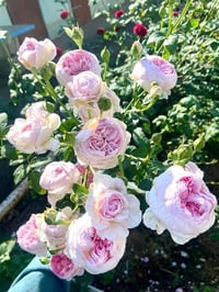 Image 5 of MON COEUR CLIMBING ROSE