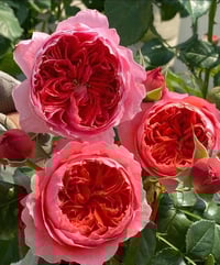 Image 3 of CINNABAR BOWL ROSE