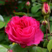 Image 2 of IVOR ROSE