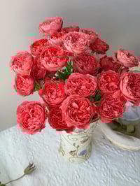 Image 10 of CINNABAR BOWL ROSE