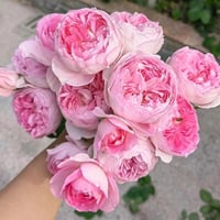 Image 9 of MON COEUR CLIMBING ROSE