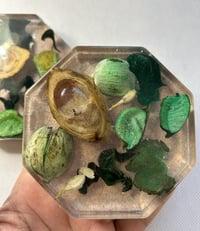 Eucalyptus Still 2 piece resin coaster set