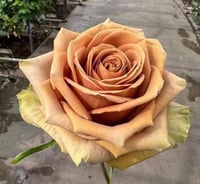Image 1 of Pre-Order - TOFFEE ROSE