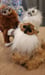 Image of Owl Gryphon Kittens