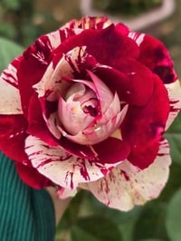 Image 1 of Pre-Order - JULIO IGLESIAS ROSE