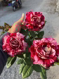 Image 7 of Pre-Order - JULIO IGLESIAS ROSE