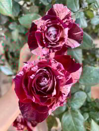 Image 8 of Pre-Order - JULIO IGLESIAS ROSE