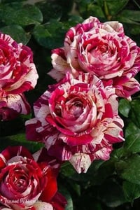 Image 9 of Pre-Order - JULIO IGLESIAS ROSE